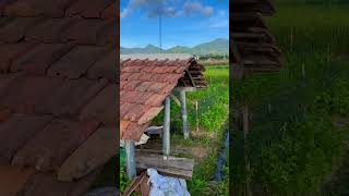 LIVING OFF THE LAND IN MOUNTAIN VILLAGES  Indonesia Rural Life indonesianrurallife rural nature [upl. by Nelram]