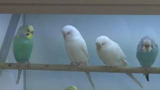 How To Take Care Of Budgerigar Birds [upl. by Nayllij]