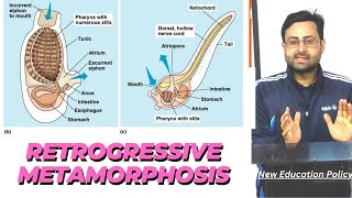 Retrogressive metamorphosis in urochordatesHerdmaniaBscDr AR Lone [upl. by Indys]