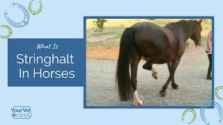 Clinical Signs Of Stringhalt In Horses [upl. by Aicilla]