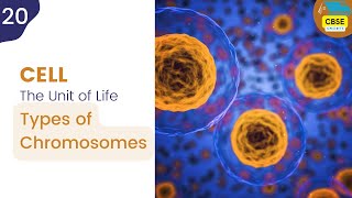 Types of Chromosomes  Cell The Unit of Life cbseshorts shorts biology [upl. by Ahseral]