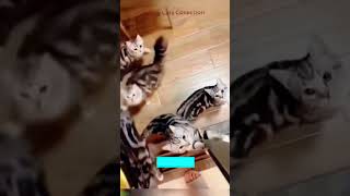 Cute Cats 🐕 Will Cheer you Up 🐱 FunnyCats Episode 1749 [upl. by Inavoy]