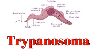 Trypanosoma classification and morphology [upl. by Rafe]