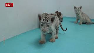 Bengal tiger quadruplets in good health in East Chinas Shandong [upl. by Roid473]