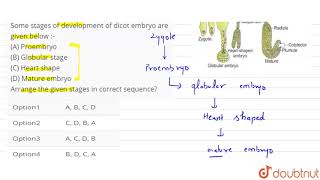 Some stages of development of dicot embryo are given below  A Proembryo B Globular stage C [upl. by Rocca519]