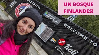 turismo en Finlandia Koli parque nacional 🌳🌲🍁  vivir en Finlandia 🇫🇮 [upl. by Animehliw]