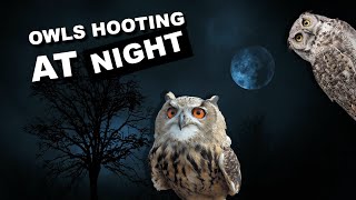 Owls hooting at night 8 hours of owl sounds hoot hoot [upl. by Ligriv153]