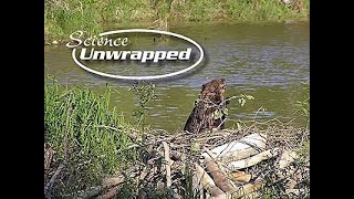 Science Unwrapped Leave it to Beaver Lessons from Natures Engineers [upl. by Aydan]