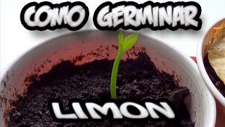 Como Germinar Una Semilla De Limon  Experimentos  La Huertina De Toni [upl. by Nitnerb855]