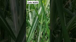 Latest sugarcane Variety Colk16202 sugarcanevariety sugarcanevariety trending sugarcanecrop [upl. by Luaped]