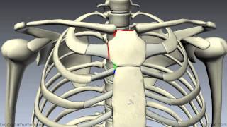 Sternum  3D Anatomy Tutorial [upl. by Adelaide128]