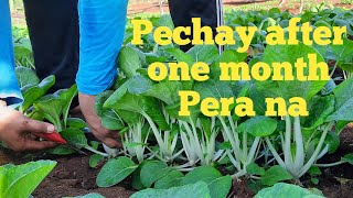 Pechay harvest and selling to our Barangay  Buhay probinsya [upl. by Tenej]