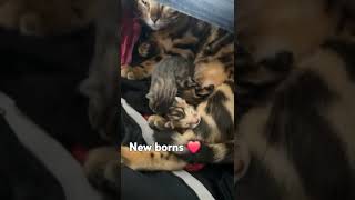 New borns music babycatsviral [upl. by Rochelle351]