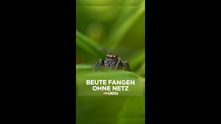 Diese Spinne springt in einem Satz das 25fache ihrer Körperlänge shorts [upl. by Eilhsa655]