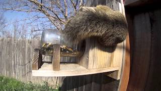 Squirrel Feeder GoPro Hero3 [upl. by Timmie861]