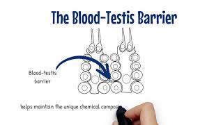 Nuts amp Bolts BloodTestis Barrier [upl. by Jarek]