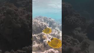 Coral reef at Tropitel Sahl Hasheesh Hurghada Egypt 🇪🇬🐠🐡🤿 [upl. by Xavler]