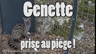 Genette prise au piège [upl. by Yttak]