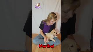 goldenretrieverpuppies get their first shots [upl. by Valora]