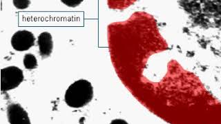 Euchromatin and heterochromatin [upl. by Ashbaugh]