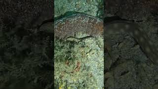 Snake eel spotted while scuba diving under Blue Heron Bridge West Palm Beach FL [upl. by Imaon]