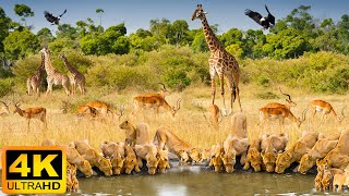 4K African Wildlife Tarangire National Park  Scenic Wildlife Film With Real Sounds [upl. by Behka443]