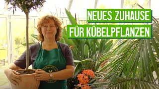 Kübelpflanzen ausräumen und umtopfen  Der Grüne Tipp [upl. by Malca]