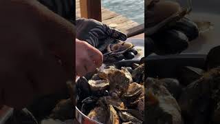 Best Oysters in the World [upl. by Laenahtan]