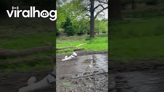 Little Dog Leaps Over Mud Puddle  ViralHog [upl. by Burnham632]