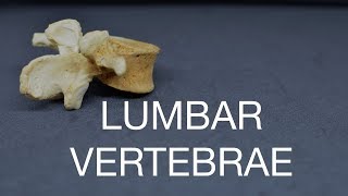 LUMBAR VERTEBRAE [upl. by Zavala]