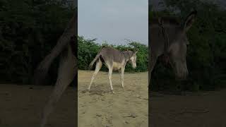 Donkeys happy shortfeed youtubeshorts animals janwar pets [upl. by Aij]