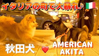 What happens when an Akita dog and an American Akita dog meet in town [upl. by Adnohsar]