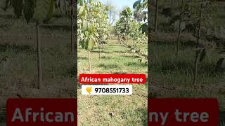 Mahogany tree farming in bihar africanmahogany farming agriculture tree plants vlog [upl. by Anilahs337]