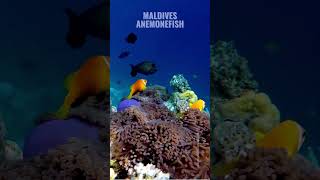 Anemonefish Anemone amp Reef Fish of the Maldives [upl. by Gatias432]