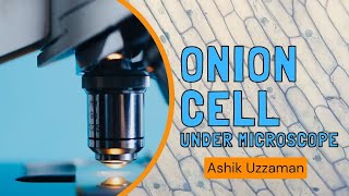 Onion Cell Under Microscope  উদ্ভিদ কোষ  Ashik Uzzaman [upl. by Ayikaz]