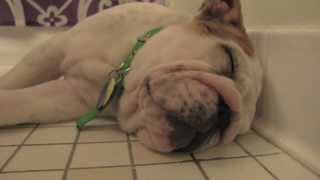 My Loud Snoring Bulldog Puppy [upl. by Eidnarb]