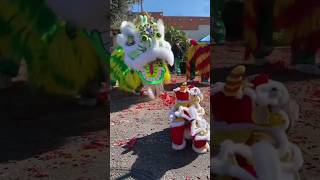 Barongsai kecil Lion Dance CNY 2024 liondance [upl. by Eelame425]