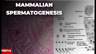 Mamalian spermatogenesis part 3  By Hamna Khatoon [upl. by Nata]