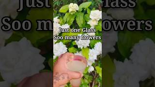 best fertilizer for Jasmine plant gardening shortsyoutube youtubeshorts [upl. by Anyad]