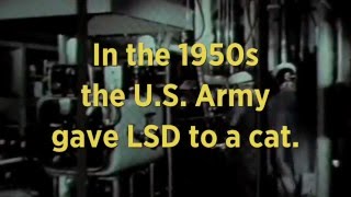 LSD and Cats  Retro Report Mini Doc [upl. by Fulvia]