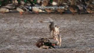 Prairie Falcon takes out a drake mallard [upl. by Mima]