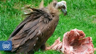 Vultures eating dead animal [upl. by Micco]