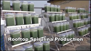 Spirulina Growing  Make Money Fast With Low Investment [upl. by Aluor427]