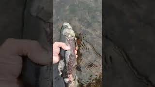 saprolegnia disease in wild trout after spawn 20quot bow [upl. by Nairbo]