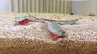 Triops australiensis [upl. by Kirad]