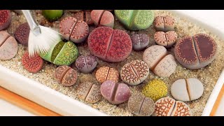 Living Stones  How I take care of my Lithops 🍑💕 [upl. by Lem189]