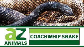 Coachwhip Snakes Incredible Facts Habitat Size Diet and More [upl. by Eirallam]