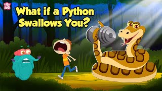 What If a Python Swallows You  How do Pythons Digest their Food  The Dr Binocs Show [upl. by Nani758]