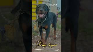 Rottweiler dog WhatsApp status dog youtube dogs youtubeshort youtubeshorts rottwailer doglove [upl. by Lebna779]