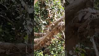 Wallaby and Kookaburra on Magnetic Island [upl. by Yelkcub]